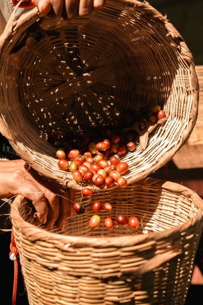 about-img Freshly harvested coffee cherries in a wicker basket, vibrant scene from Xicotepec, México.